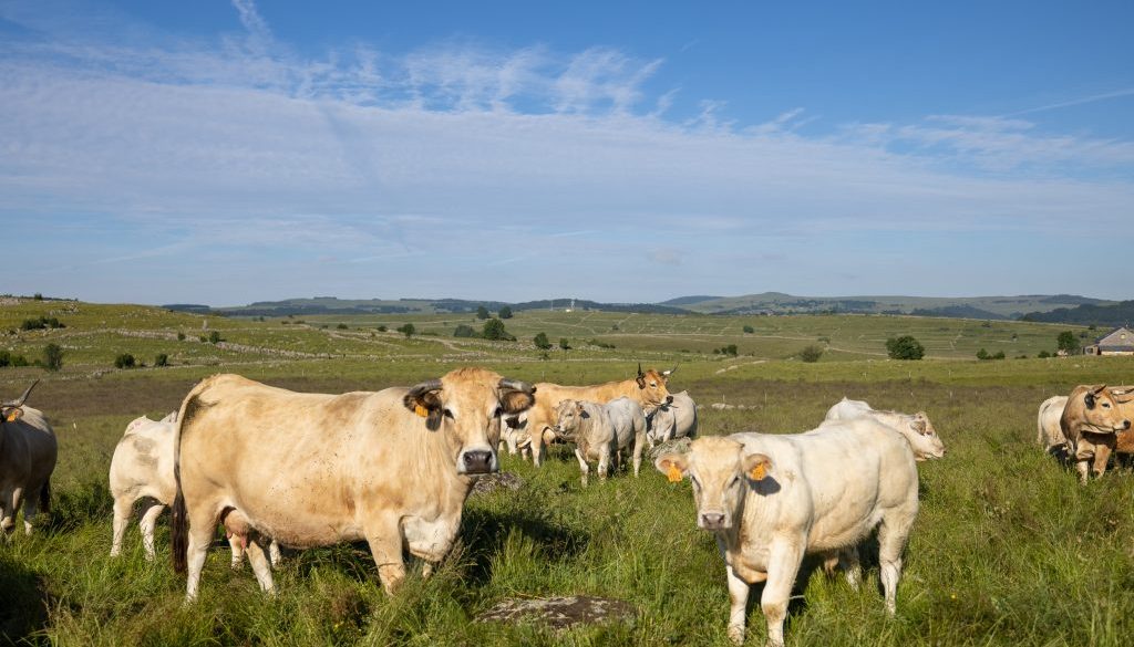 Fleur_d_aubrac_28