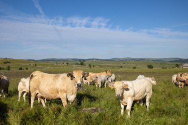 Fleur_d_aubrac_28