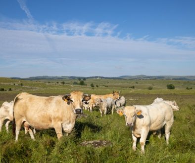 Fleur_d_aubrac_28